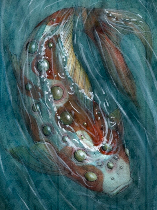 Koi (Original)
