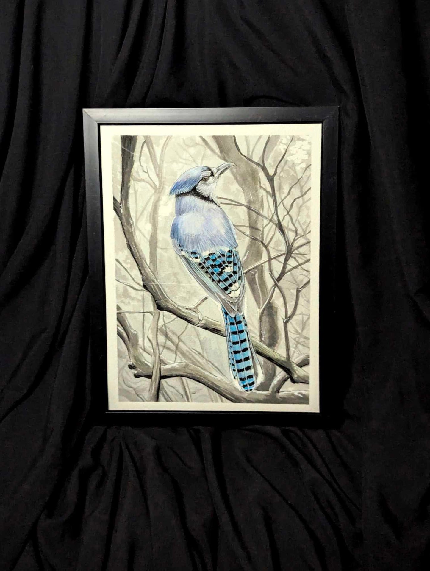 Bluejay (Original)
